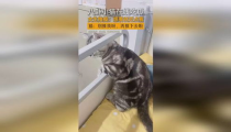 吃瓜少女猫娱乐,揭秘娱乐圈幕后故事