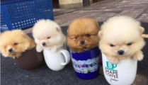茶杯犬的价格,品种、血统与市场行情全揭秘