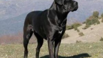 卡斯罗犬,古罗马守护者与现代家庭宠物的双重魅力